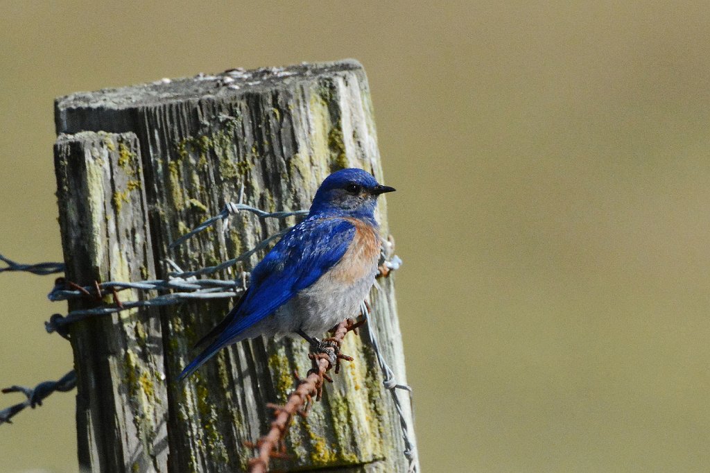 Bluebird, Western, 2015-06131985 Point Reyes National Seashore, CA.JPG - Western Bluebird. Tomales Bay Trail Head, Route 1, CA, 6-13-2015